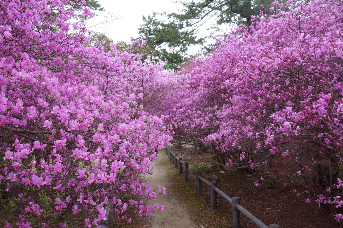 🌸廣田神社🌸

撮影日:2021/4/2

阪急西宮北口からバスで15分く...