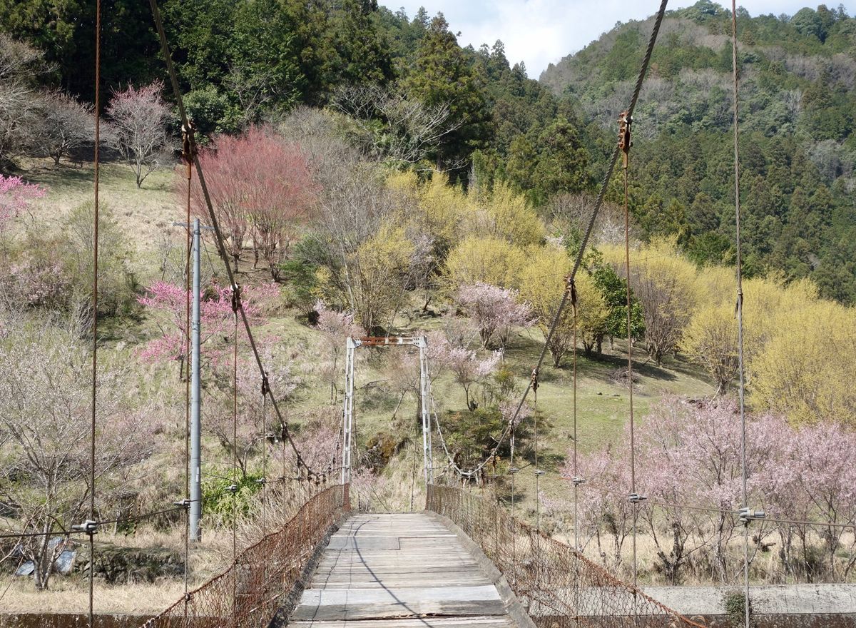 🌸西吉野🌸

川岸地区という場所にある桃源郷で、3月の半ばにレンタカーで行...