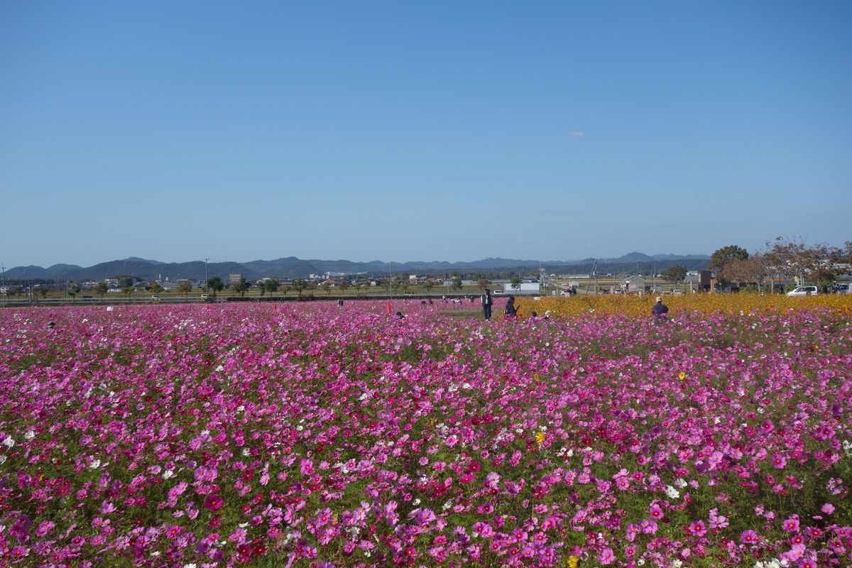 🌻ひまわりの丘公園🌻

兵庫県小野市にあるひまわりの丘公園は春にネモフィラ...