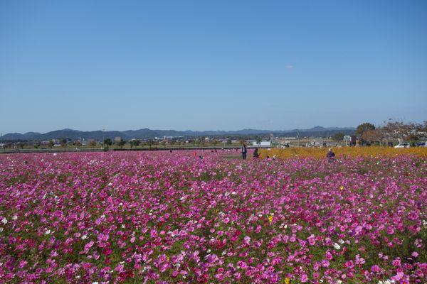 日本・京都府「関西の花の名所」の写真：🌻ひまわりの丘公園🌻

兵庫県小野市にあ...