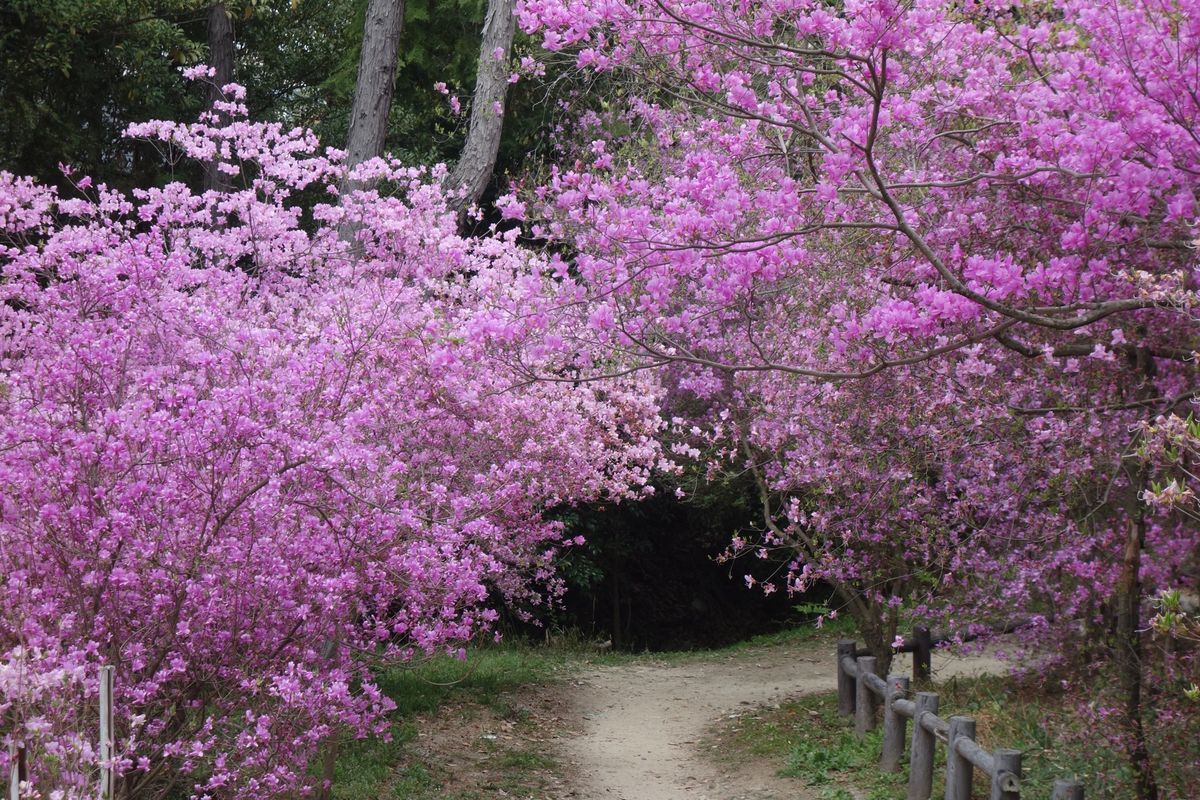 🌸廣田神社🌸

撮影日:2021/4/2

阪急西宮北口からバスで15分く...
