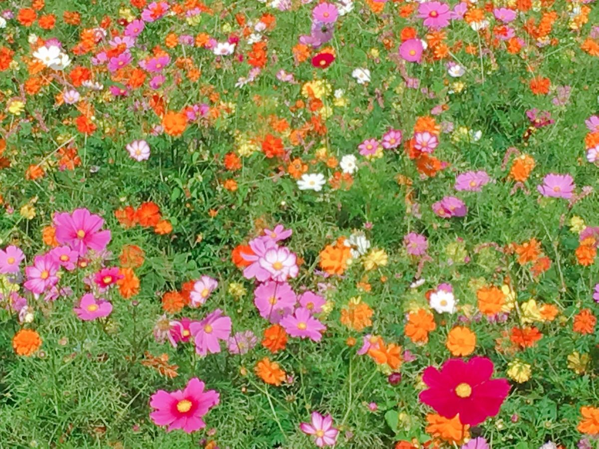 🌻万博記念公園🌻

花の丘にあるコスモス畑は土日になると家族連れがたくさん...