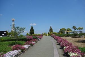 🌻ひまわりの丘公園🌻

兵庫県小野市にあるひまわりの丘公園はひまわりも素敵...