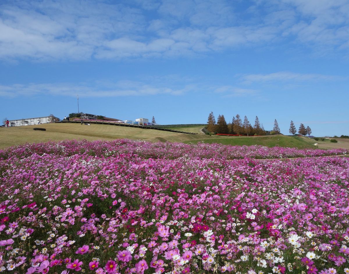 🌸あわじ花さじき🌸

淡路島の花さじきは淡路島の淡路市にある公園です✌🏻
...