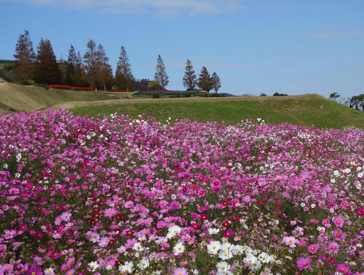 🌸あわじ花さじき🌸

淡路島の花さじきは淡路島の淡路市にある公園です✌🏻
...