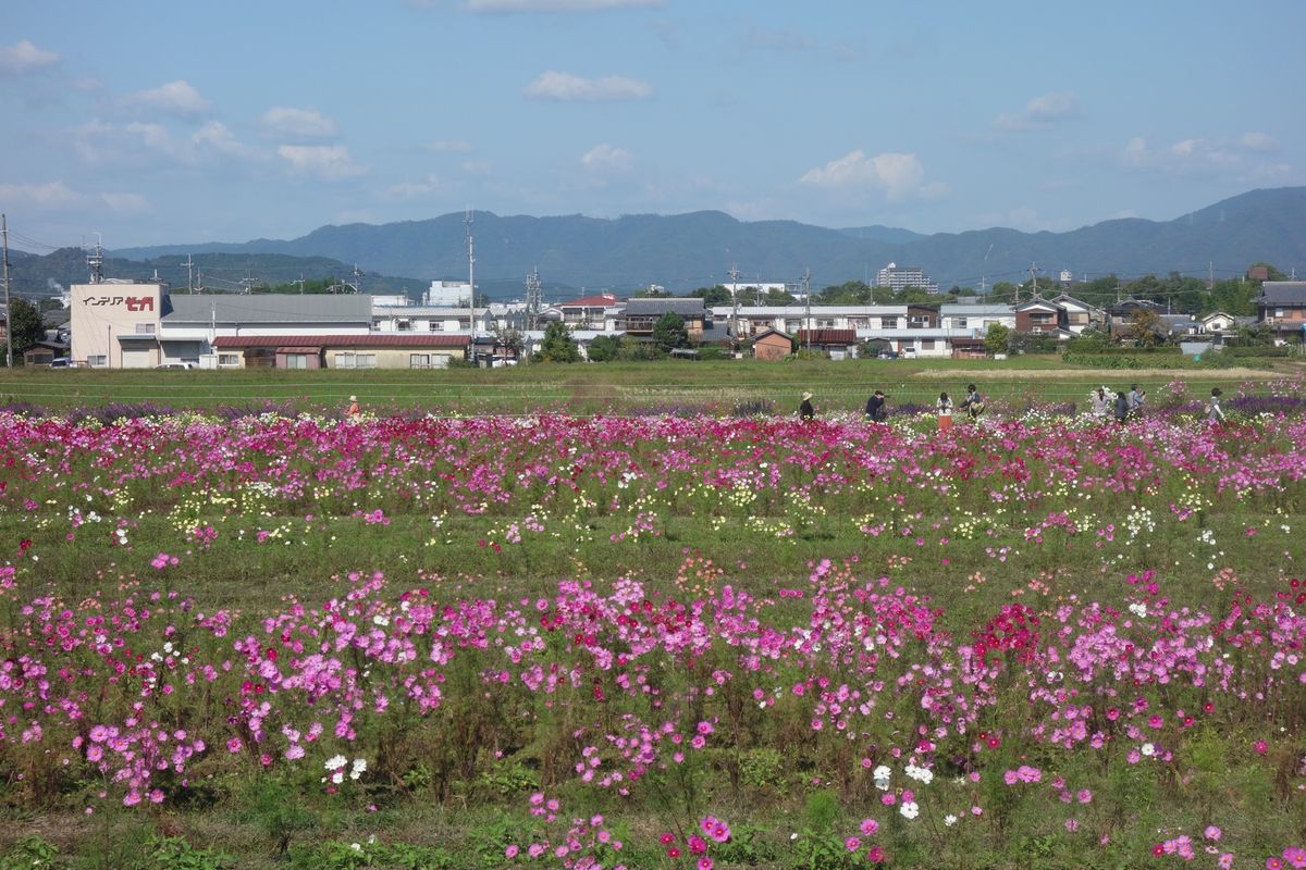 🌸亀岡夢コスモス園🌸

関西の中でコスモス畑といえば京都にある亀岡夢コスモ...