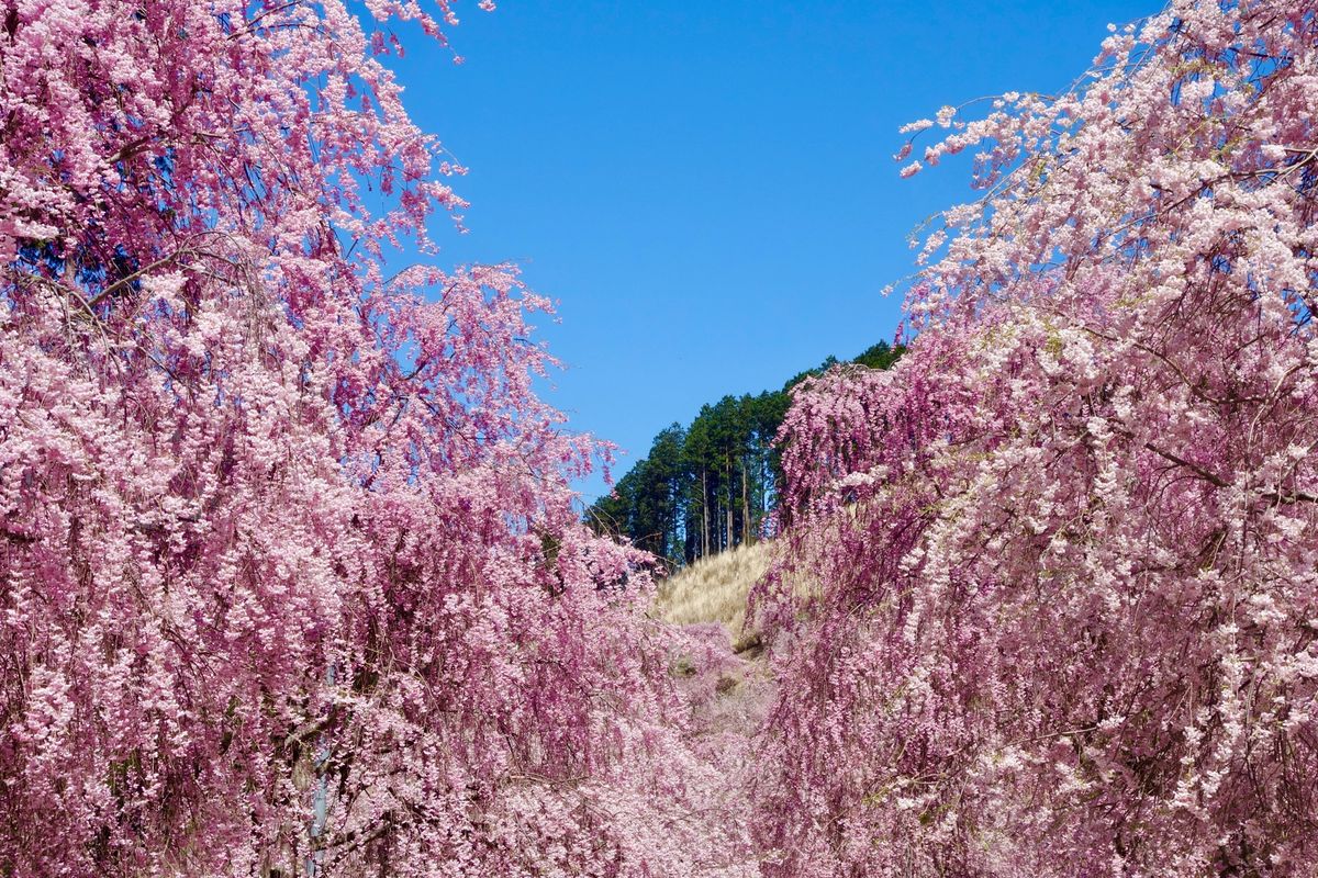 🌸高見の郷🌸

奈良の吉野郡にある高見の郷は枝垂れ桜ばかりを植えた公園です...