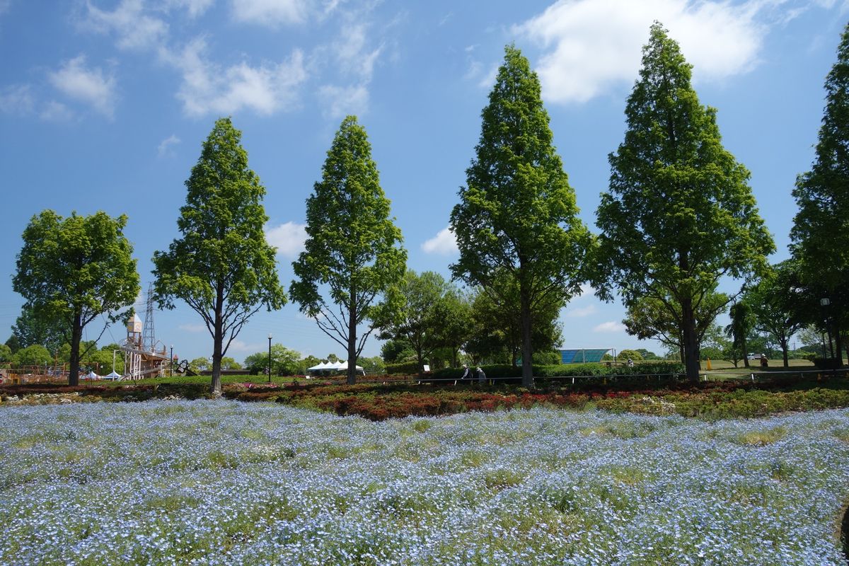 🌻ひまわりの丘公園🌻

兵庫県小野市にあるひまわりの丘公園はひまわりも素敵...