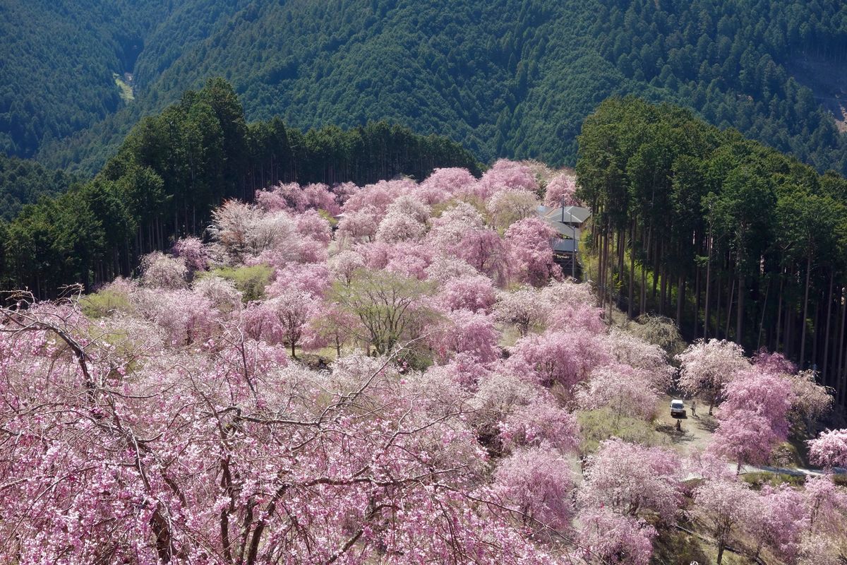🌸高見の郷🌸

奈良の吉野郡にある高見の郷は枝垂れ桜ばかりを植えた公園です...