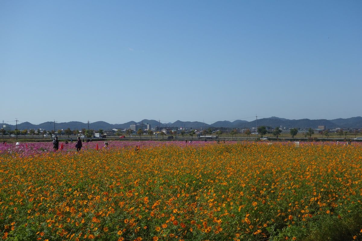 🌻ひまわりの丘公園🌻

兵庫県小野市にあるひまわりの丘公園は春にネモフィラ...