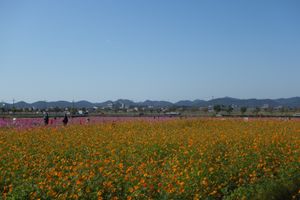 🌻ひまわりの丘公園🌻

兵庫県小野市にあるひまわりの丘公園は春にネモフィラ...