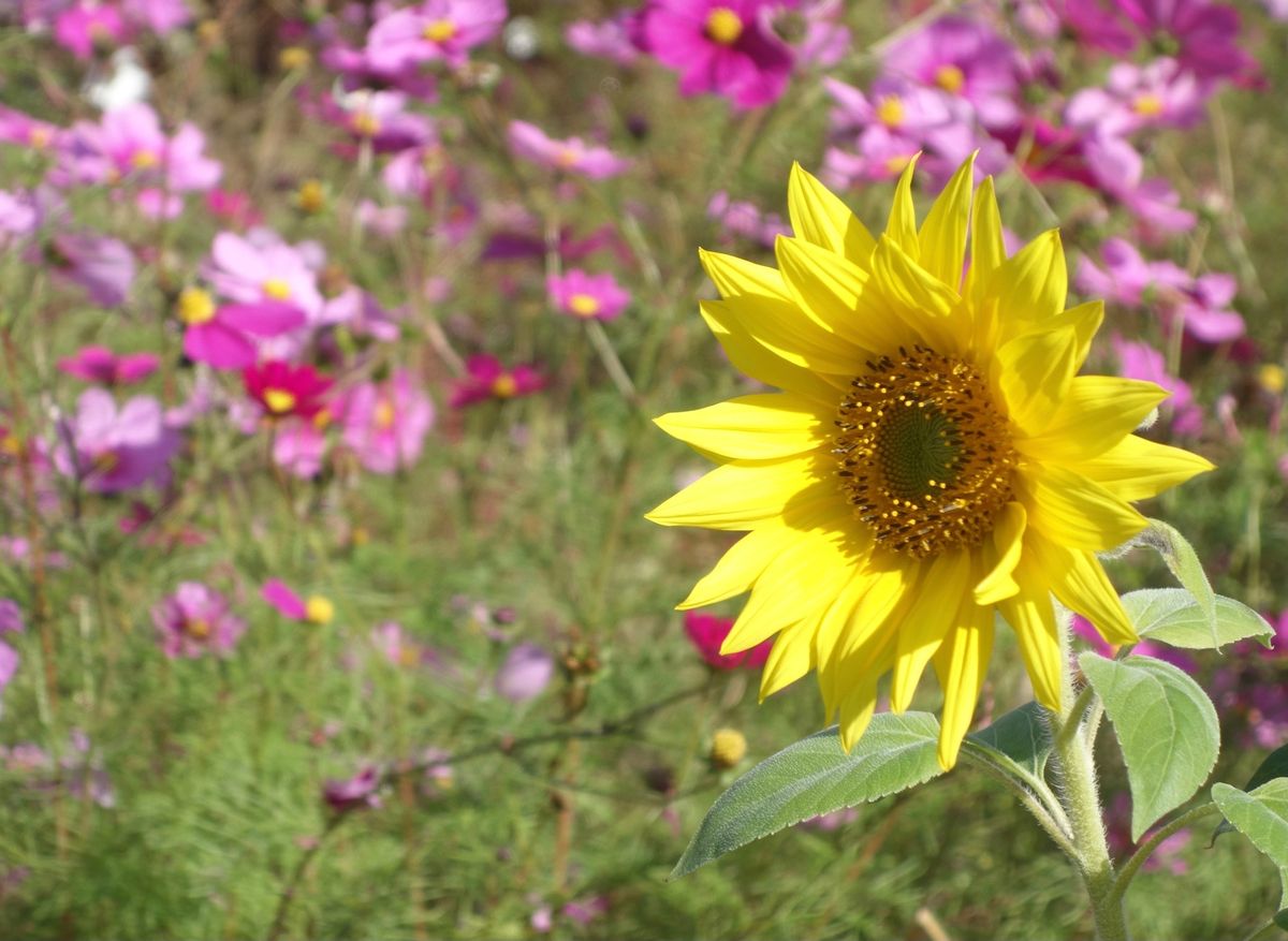 🌻ひまわりの丘公園🌻

兵庫県小野市にあるひまわりの丘公園は春にネモフィラ...