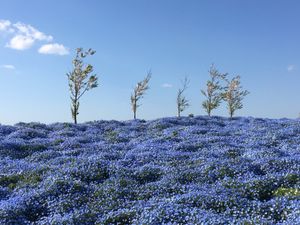 🌸舞洲シーサイドパーク🌸

大阪の舞洲にあるこの公園は関西では少ないネモフ...