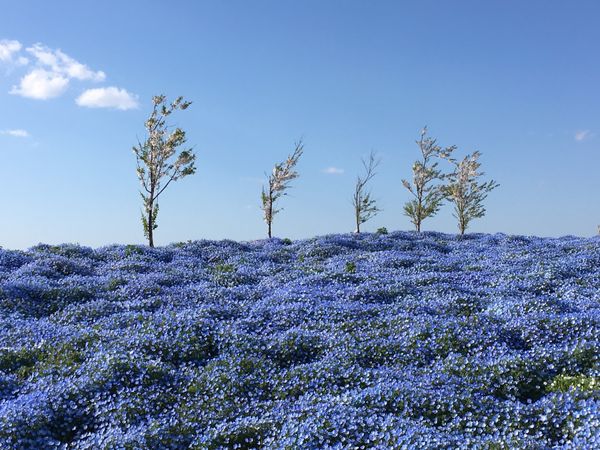日本・京都府「関西の花の名所」の写真：🌸舞洲シーサイドパーク🌸

大阪の舞洲に...