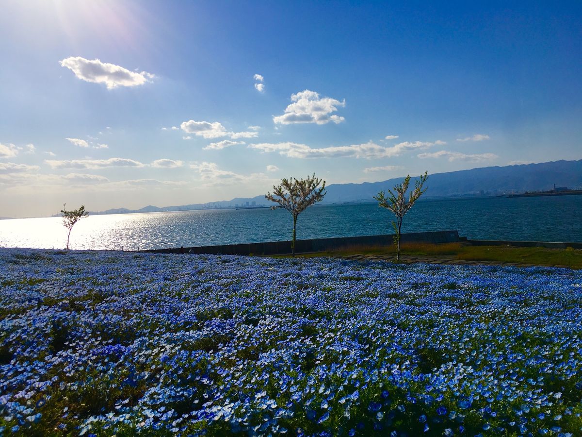 🌸舞洲シーサイドパーク🌸

大阪の舞洲にあるこの公園は関西では少ないネモフ...