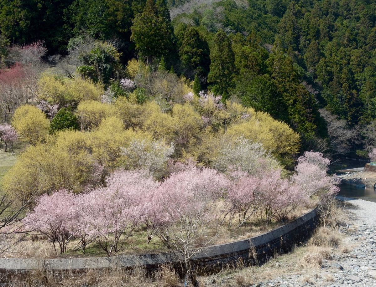 🌸西吉野🌸

川岸地区という場所にある桃源郷で、3月の半ばにレンタカーで行...