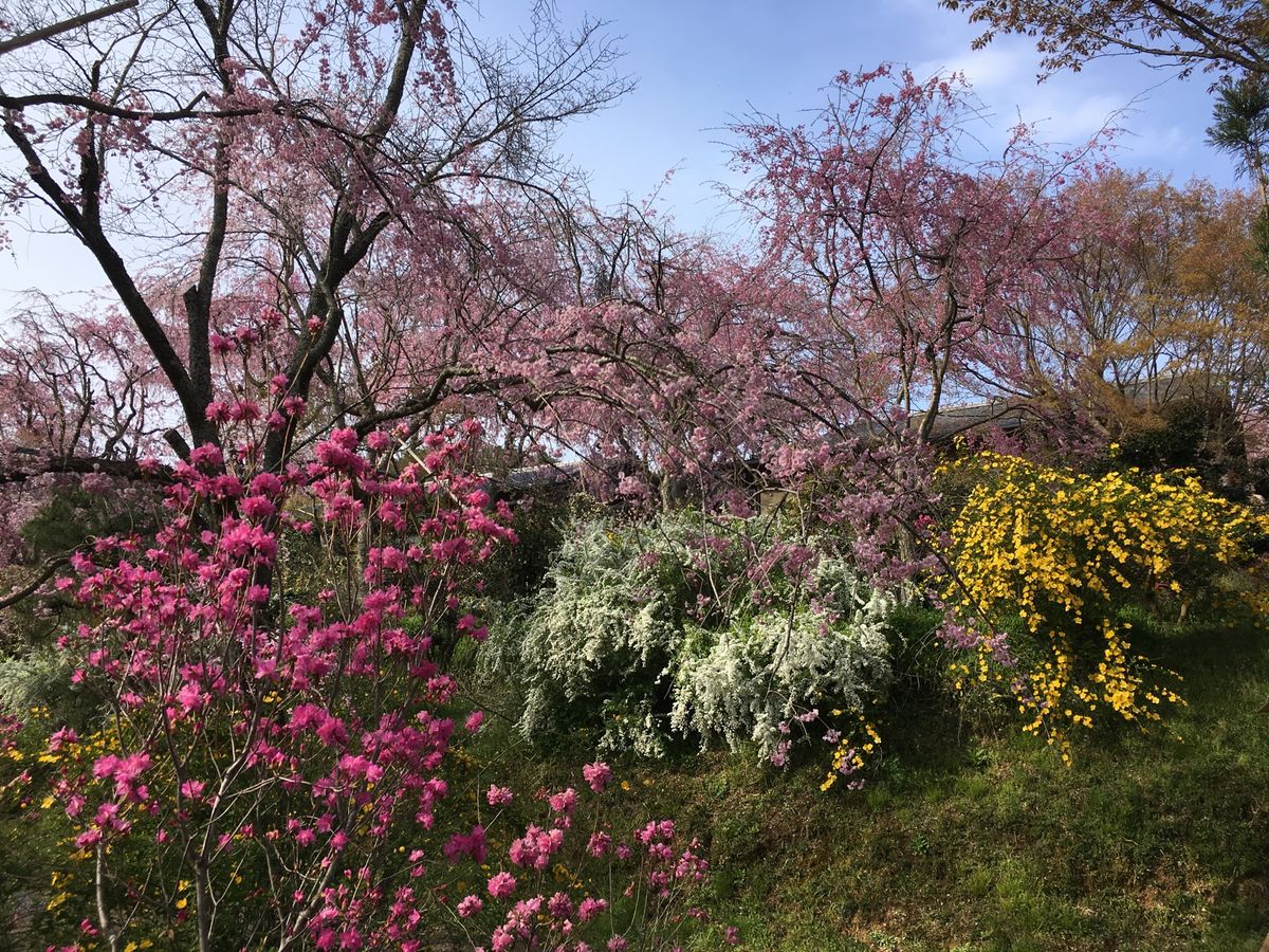 🌸原谷苑🌸

京都の円町から車で15分程度のところにある原谷苑は春になると...