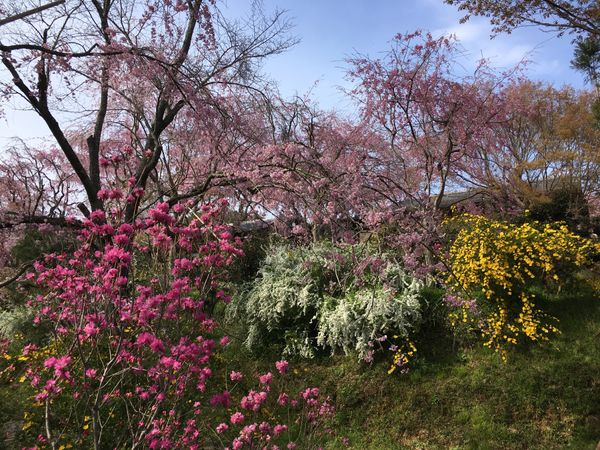 日本・京都府「関西の花の名所」の写真：🌸原谷苑🌸

京都の円町から車で15分程...