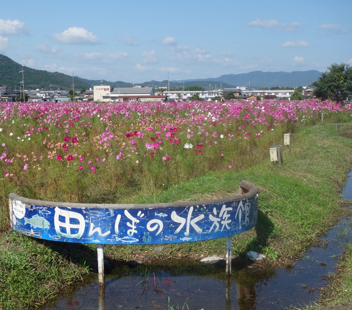 🌸亀岡夢コスモス園🌸

関西の中でコスモス畑といえば京都にある亀岡夢コスモ...