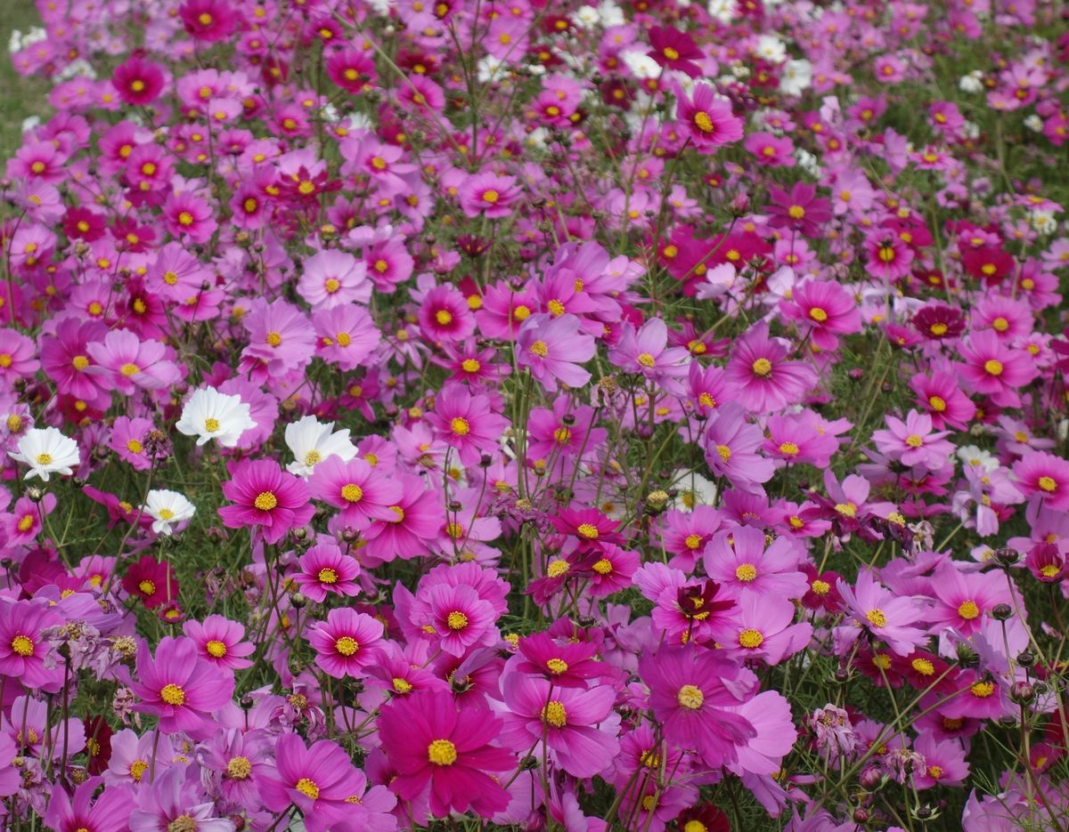 🌸あわじ花さじき🌸

淡路島の花さじきは淡路島の淡路市にある公園です✌🏻
...