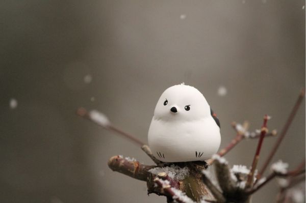 日本・北海道「冬の北海道」の写真：⛩帯廣神社⛩

帯広駅から車で10分くら...
