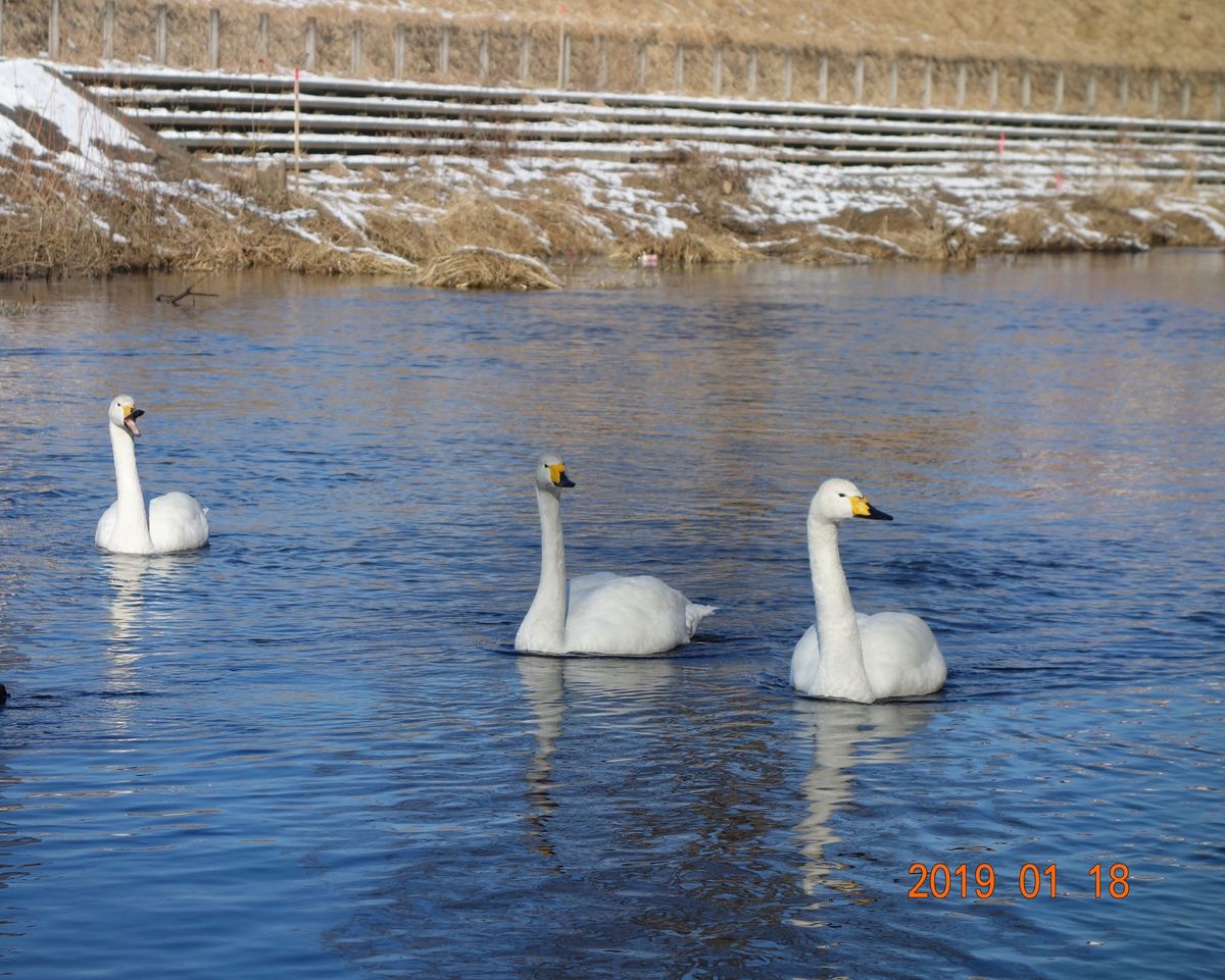 ⛩帯廣神社⛩

帯広駅から車で10分くらいの場所にある神社には可愛いシマエ...