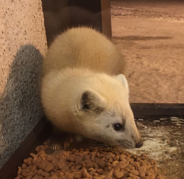 日本・北海道「冬の北海道」の写真：❄️トムラウシ温泉・東大雪荘❄️

新得...