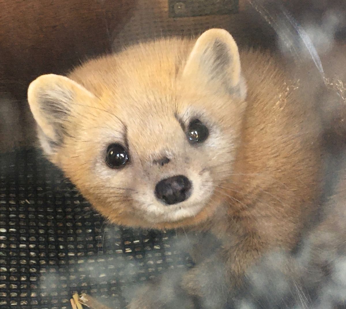 ✈️釧路動物園✈️

少しマニアックですが、エゾクロテンに会いに釧路まで行...