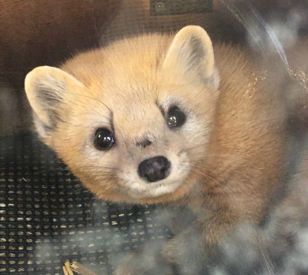日本・北海道「冬の北海道」の写真：✈️釧路動物園✈️

少しマニアックです...