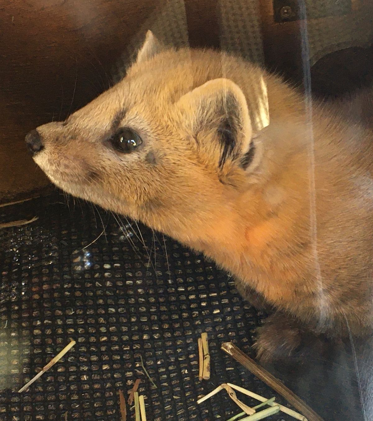 ✈️釧路動物園✈️

少しマニアックですが、エゾクロテンに会いに釧路まで行...