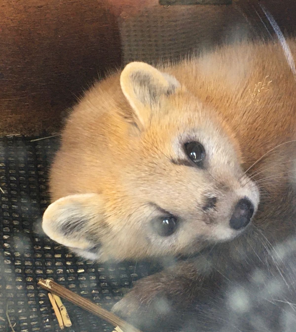✈️釧路動物園✈️

少しマニアックですが、エゾクロテンに会いに釧路まで行...