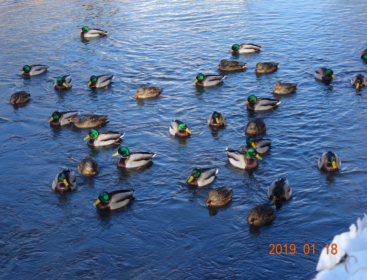 ⛩帯廣神社⛩

帯広駅から車で10分くらいの場所にある神社には可愛いシマエ...