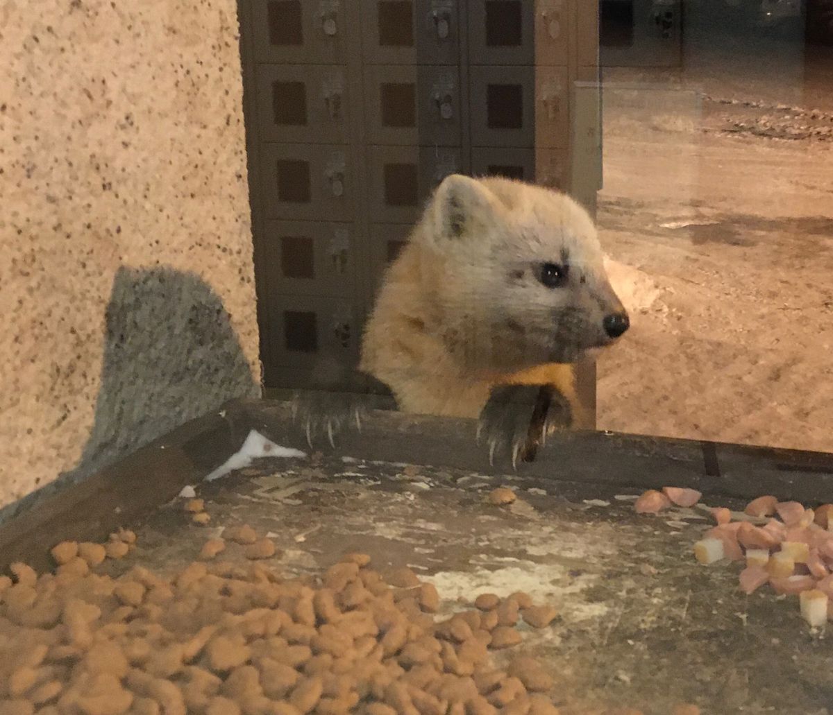❄️トムラウシ温泉・東大雪荘❄️

新得町にあるトムラウシ温泉は秘境にあり...