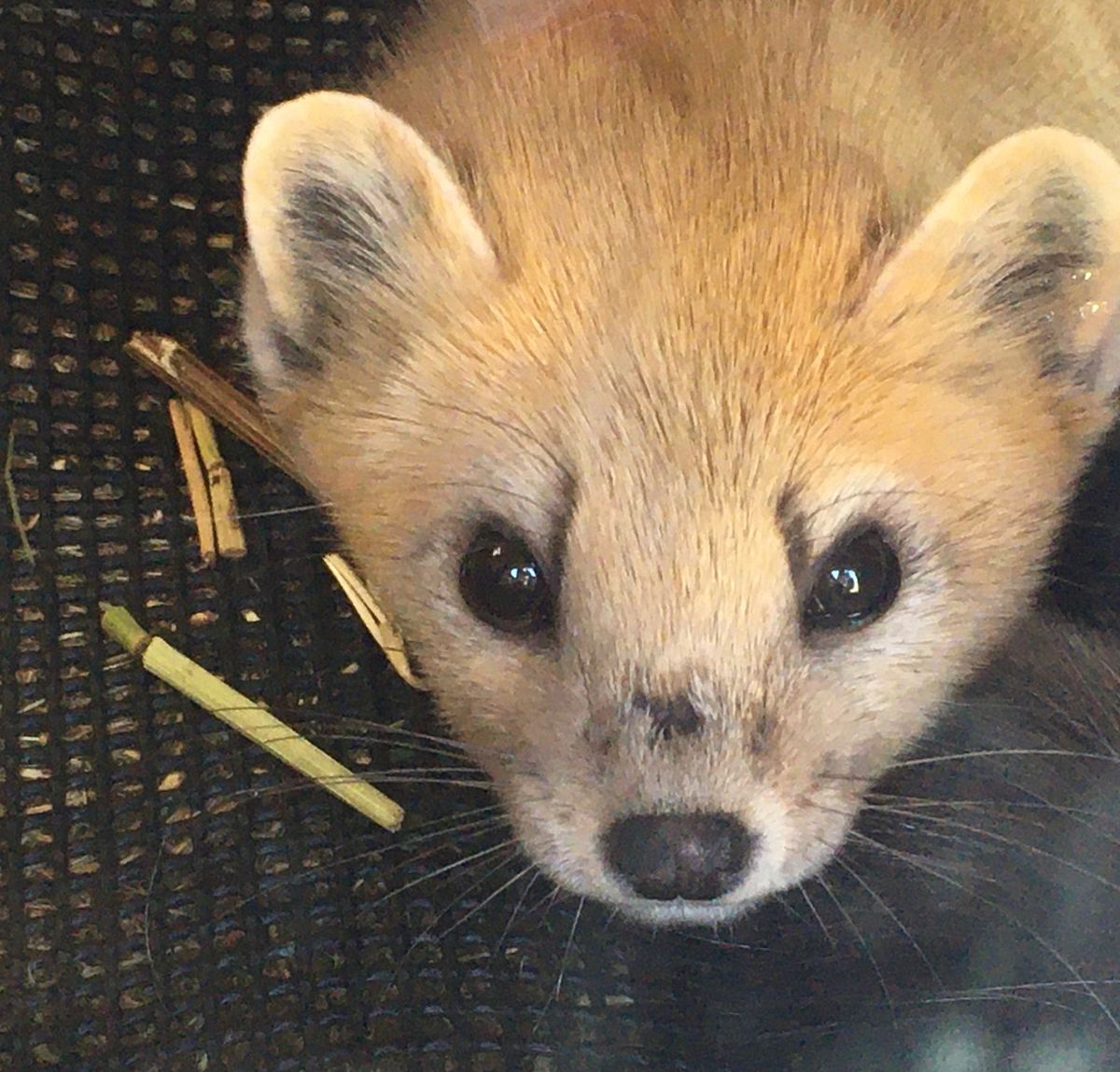 ✈️釧路動物園✈️

少しマニアックですが、エゾクロテンに会いに釧路まで行...