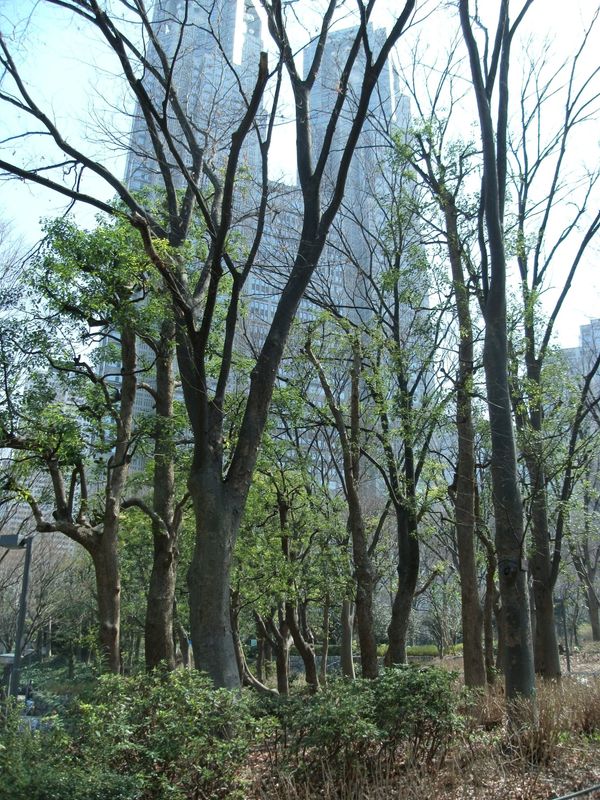 日本・東京都新宿「20130309東京都新宿駅」の写真
