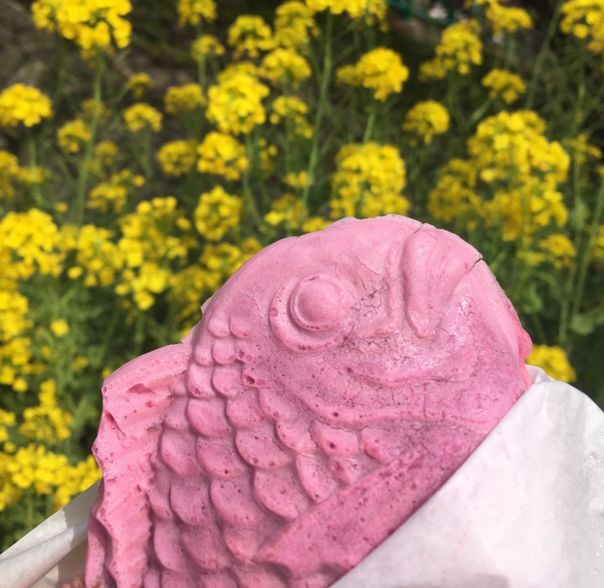 🌸河津桜🌸

静岡の伊豆半島にある河津桜は2月の半ばに満開になることで有名...