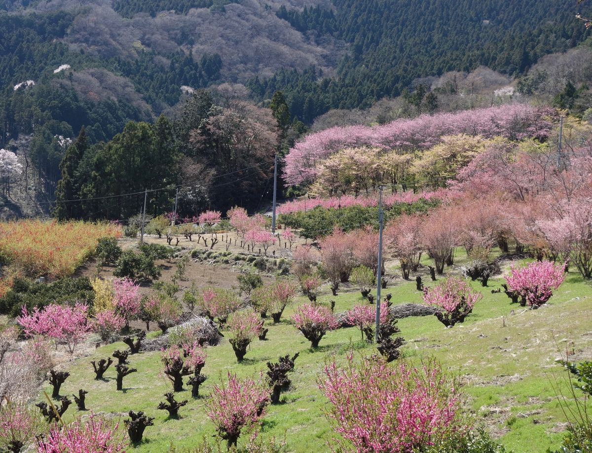 🌸東秩父村の花桃の郷🌸

埼玉県にある花桃の郷は桜より少し早い3月末が見頃...