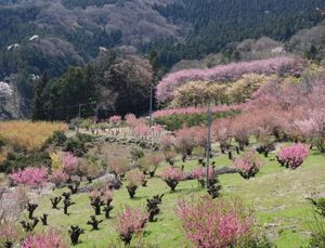 🌸東秩父村の花桃の郷🌸

埼玉県にある花桃の郷は桜より少し早い3月末が見頃...