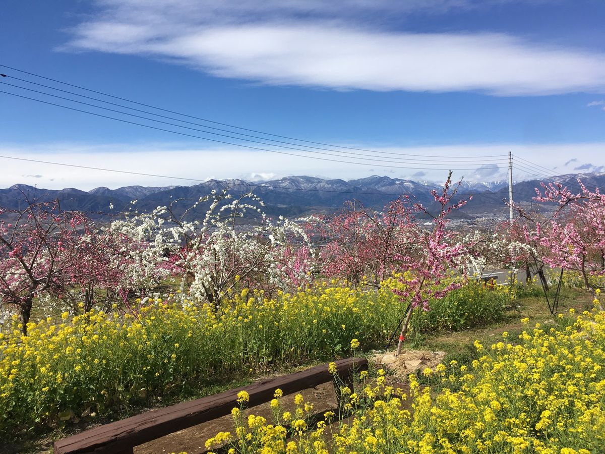 笛吹市の石和温泉駅が最寄りの釈迦堂博物館や御坂町の高台から見る桃の木は圧巻...