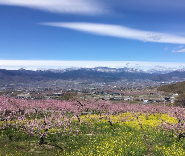 日本・山梨県「東海〜関東(主に花の名所)」の写真：笛吹市の石和温泉駅が最寄りの釈迦堂博物館...