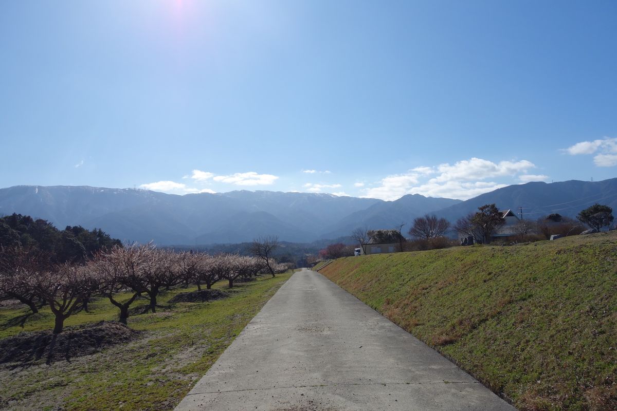 🌸いなべ梅林公園🌸

梅の密集具合が素晴らしかったです‼︎
高台から見下ろ...