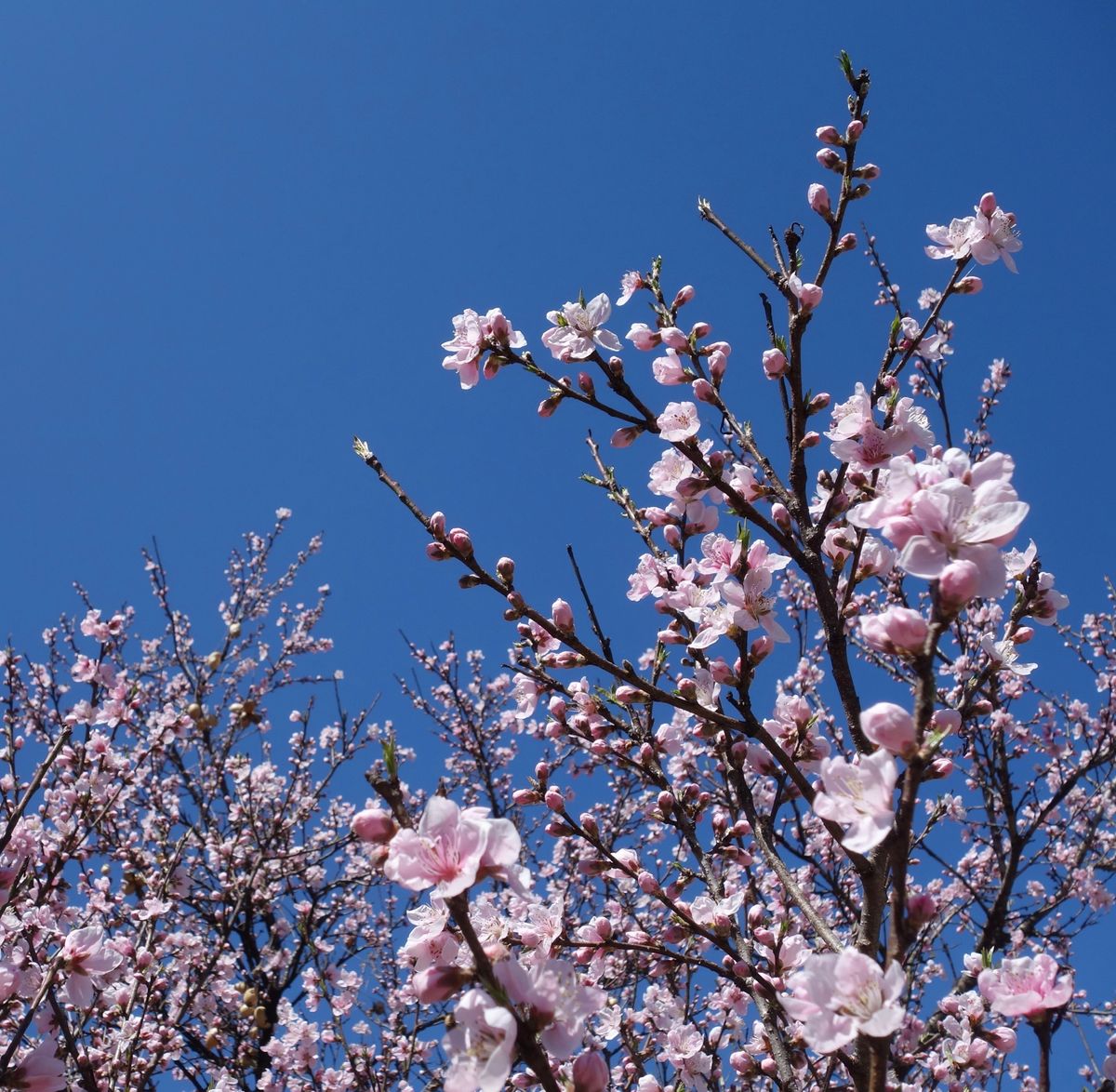 🌸東秩父村の花桃の郷🌸

埼玉県にある花桃の郷は桜より少し早い3月末が見頃...