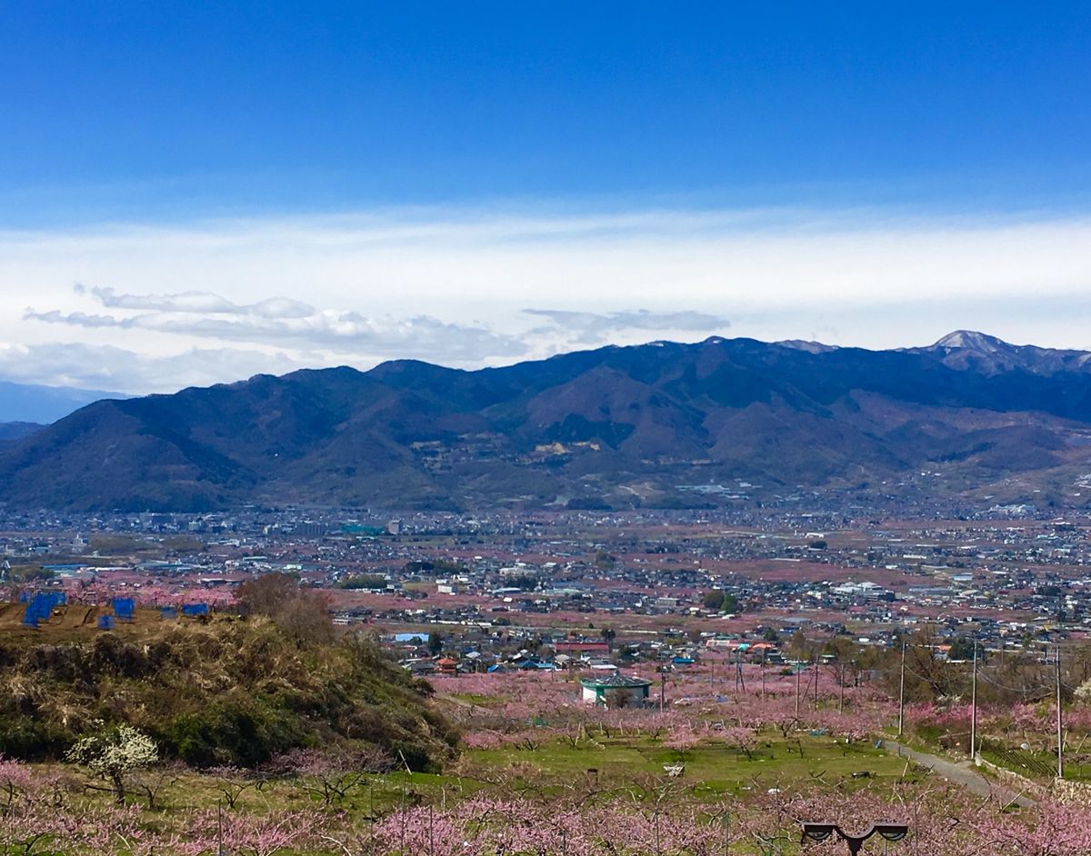 笛吹市の石和温泉駅が最寄りの釈迦堂博物館や御坂町の高台から見る桃の木は圧巻...