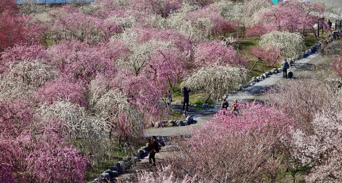 🌸いなべ梅林公園🌸

梅の密集具合が素晴らしかったです‼︎
高台から見下ろ...