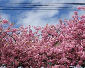 🌸河津桜🌸

静岡の伊豆半島にある河津桜は2月の半ばに満開になることで有名...