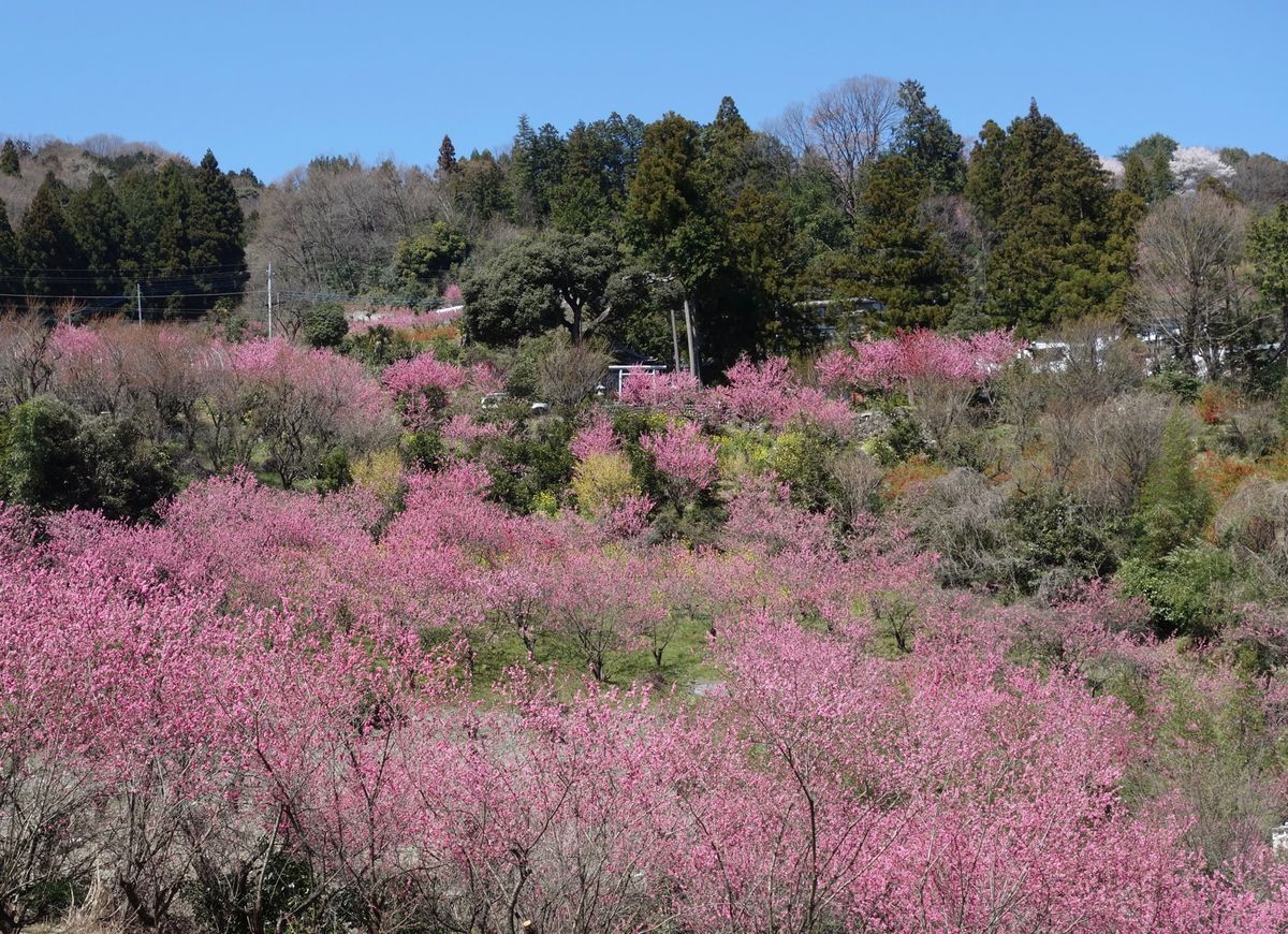 🌸東秩父村の花桃の郷🌸

埼玉県にある花桃の郷は桜より少し早い3月末が見頃...