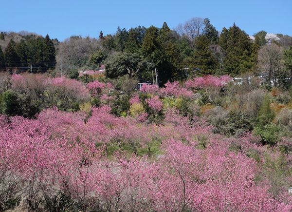 日本・山梨県「東海〜関東(主に花の名所)」の写真：🌸東秩父村の花桃の郷🌸

埼玉県にある花...