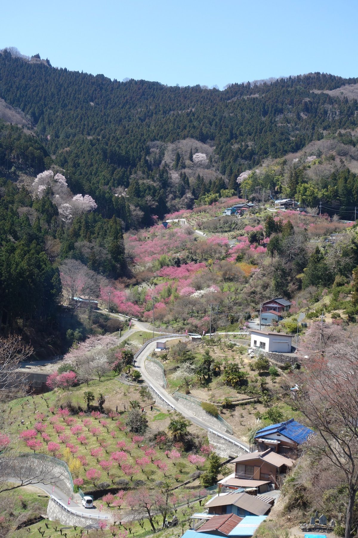 🌸東秩父村の花桃の郷🌸

埼玉県にある花桃の郷は桜より少し早い3月末が見頃...