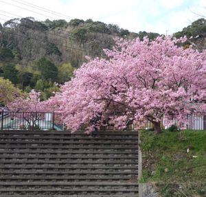 🌸河津桜🌸

静岡の伊豆半島にある河津桜は2月の半ばに満開になることで有名...
