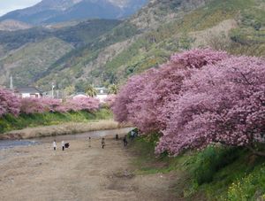 🌸河津桜🌸

静岡の伊豆半島にある河津桜は2月の半ばに満開になることで有名...